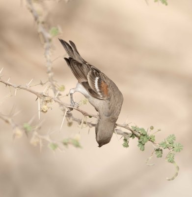 2. Yellow-throated Sparrow - Gymnoris xanthocollis 
