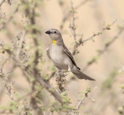 2. Yellow-throated Sparrow - Gymnoris xanthocollis 
