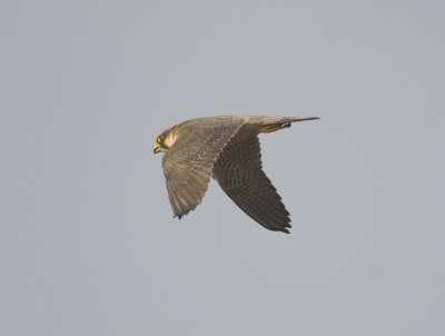 5. Barbary Falcon - Falco pelegrinoides