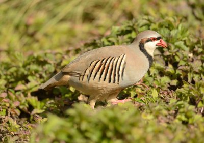 3. Chukar Alectoris - Chukar (released in Al Ain, but resident in the UAE (wild populations in Hajar mountains)