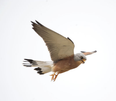 1. Lesser Kestrel - Falco naumanni (adult male)