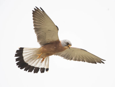 1. Lesser Kestrel - Falco naumanni (adult male)