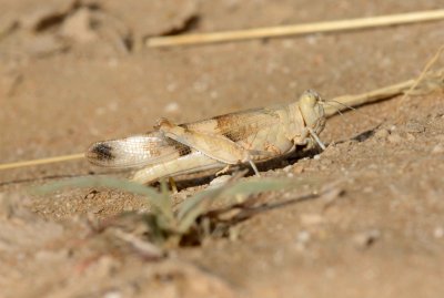 14. Sphingonotus cf. paradoxus (BeiBienko, 1948) or Sphingonotus savignyi (Saussure, 1884)