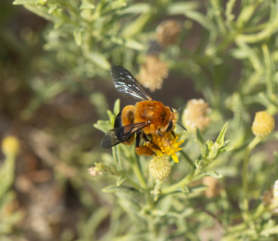 10. Anthophora (Paramegilla) semirufa (Friese, 1898)