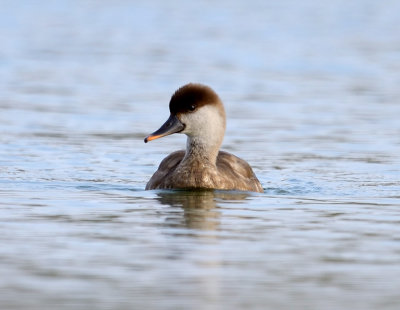 14. Red-crested Pochard - Netta rufina