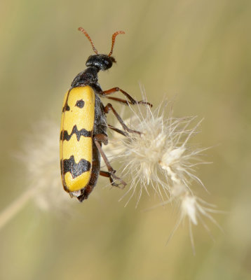 1. Croscherichia salavatiani (Kaszab, 1968)