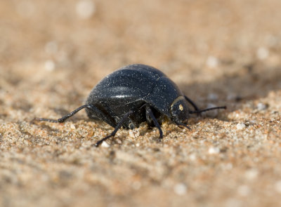 19. Erodius sauditus cf. costatissimus (Kaszab 1981)