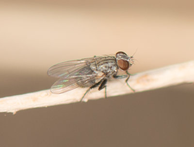 3. Coenosia attenuate (Stein, 1903) - Hunter Fly 