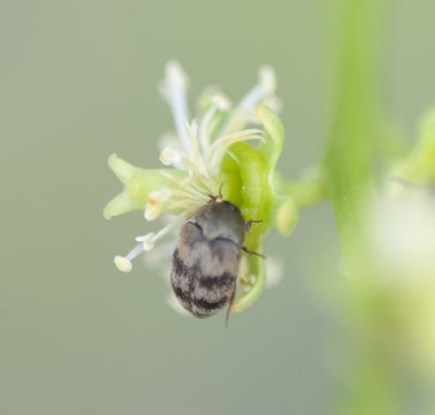 furniture carpet beetle - Anthrenus flavipes (LeConte)