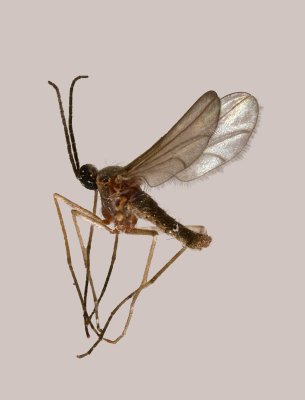 Cecdomyiidae gen. sp.