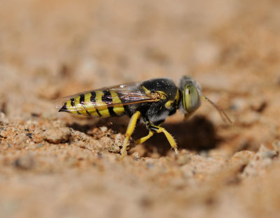 6.  Bembix freygessneri (Morice,1897) - male