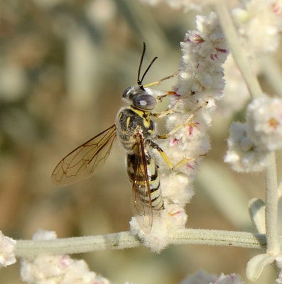 8.  Bembix oculata (Latreille, 1805) 