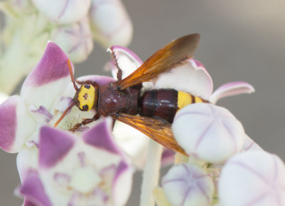 4. Scolia flaviceps (Eversmann, 1846)