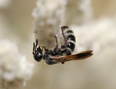 3. Micromeriella hyalina hyalina (Klug, 1832) - female