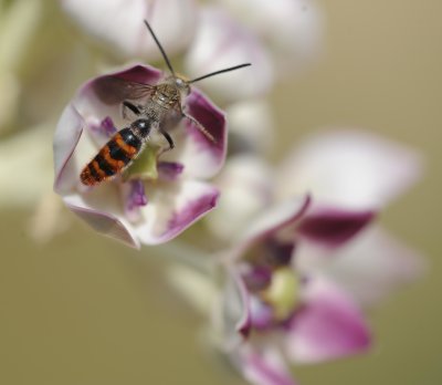 1. Campsomeriella thoracica (Fabricius, 1787) - male