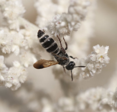 3. Micromeriella hyalina hyalina (Klug, 1832) - female