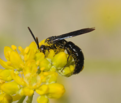 5. Scolia miniata (Saussure, 1859)