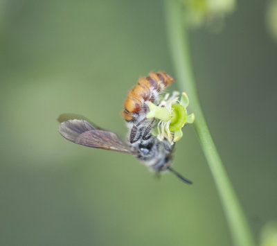 2. Micromeriella aureola (Klug, 1832) - female