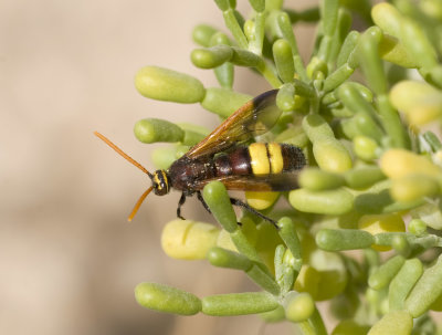 4.  Scolia flaviceps (Eversmann, 1846)