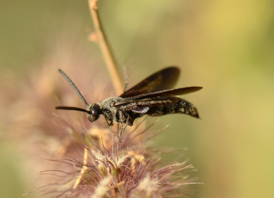 5. Scolia miniata (Saussure, 1859)