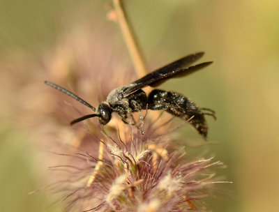 5. Scolia miniata  (Saussure, 1859)