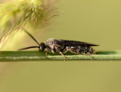 5. Scolia miniata (Saussure, 1859)