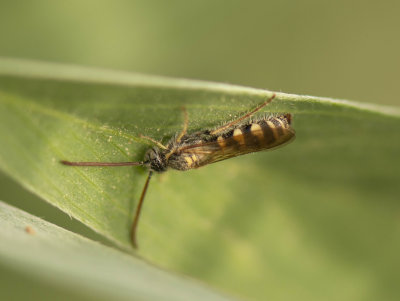 2. Micromeriella aureola (Klug, 1832) - male