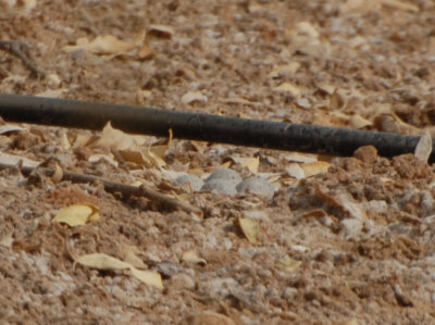 10. Little Ringed Plover - Charadrius dubius