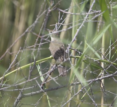 10. Basra Reed Warbler - Acrocephalus griseldis