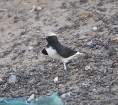 22. Mourning Wheatear - Oenanthe lugens