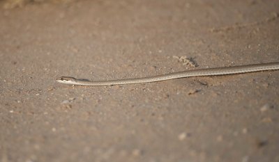 3. Afro Asian Sand Snake - Psammophis schokari schokari