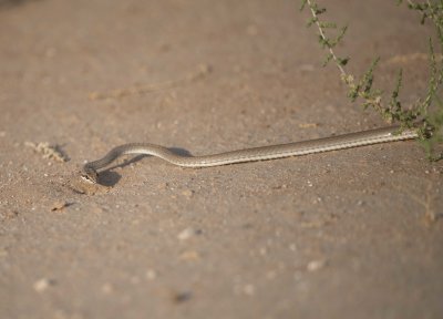3. Afro Asian Sand Snake - Psammophis schokari schokari