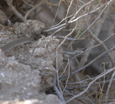 3. Afro Asian Sand Snake - Psammophis schokari schokari