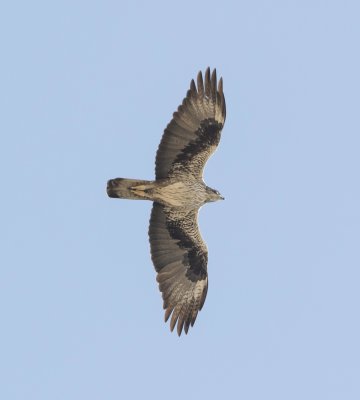 19. Bonelli's Eagle - Aquila fasciata (adult)