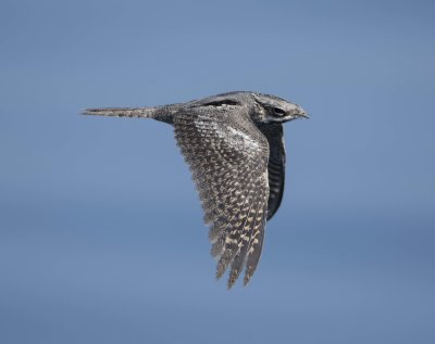 1. European Nightjar - Caprimulgus europaeus