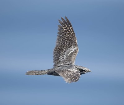 1. European Nightjar - Caprimulgus europaeus