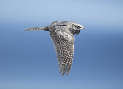 1. European Nightjar - Caprimulgus europaeus