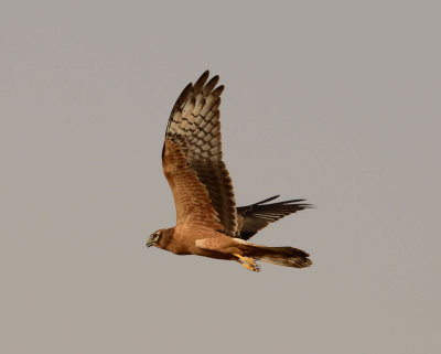 10. Montagu's Harrier - Circus pygargus (juvenile)