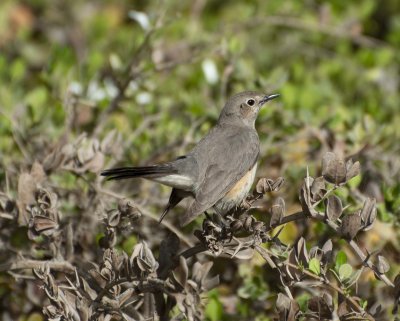 3. White-throated Robin - Irania gutturalis