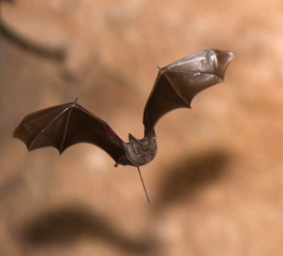 1. Muscat Mouse-tailed Bat - Rhinopoma muscatellum