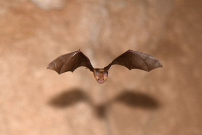 1 Trident Leaf-nosed Bat - Asellia tridens