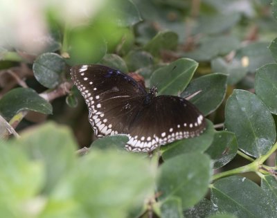 8. Hypolimnas bolina (Linnaeus, 1758) - Great Eggfly