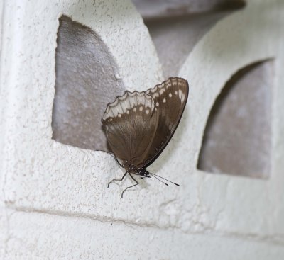 8. Hypolimnas bolina (Linnaeus, 1758) - Great Eggfly