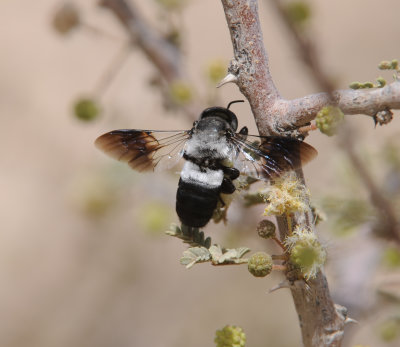 1. Megachile maxillosa (Gurin-Mneville, 1845)