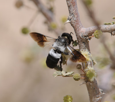 1. Megachile maxillosa (Gurin-Mneville, 1845)