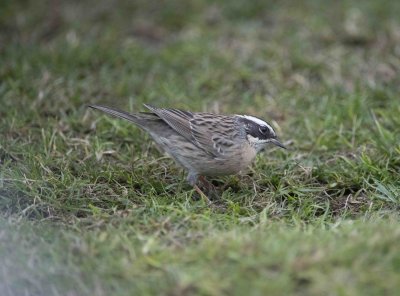 DSC_6490 Radde's Accentor_03.jpg