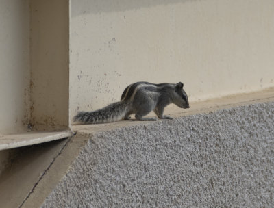 3. Funambulus pennantii (Wroughton, 1905) - Five-striped Palm Squirrel