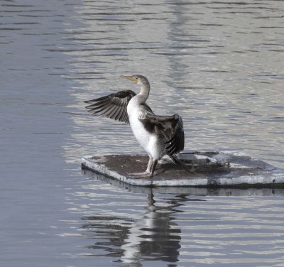 2. Socotra Cormorant - Phalacrocorax nigrogularis