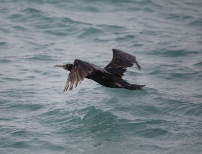 2. Socotra Cormorant - Phalacrocorax nigrogularis