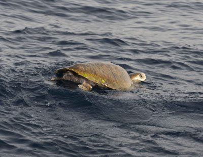 2. Olive Ridley Sea Turtle (Lepidochelys olivacea)